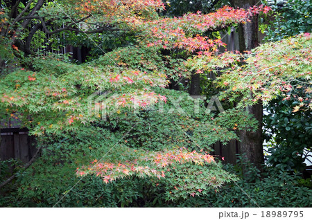 円徳院紅葉２ 18989795