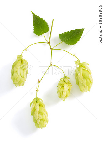 hop cones isolated on white hop cones isolated on white 18989906