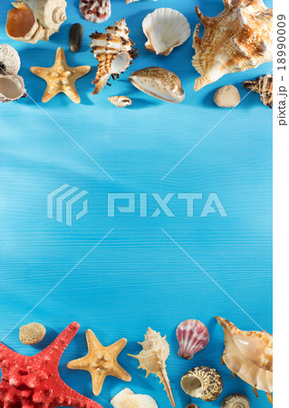 seashell on wood seashell on wood 18990009