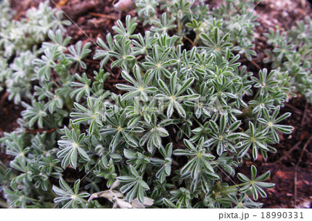 ボタニカル　ヨセミテ国立公園の植物 18990331