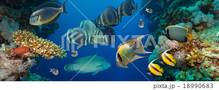 Coral and fish 18990683