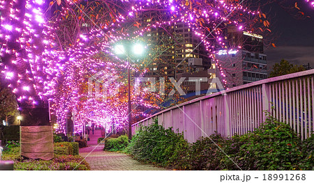 目黒川の冬に咲く桜のイルミネーション 目黒川の冬に咲く桜のイルミネーション 18991268