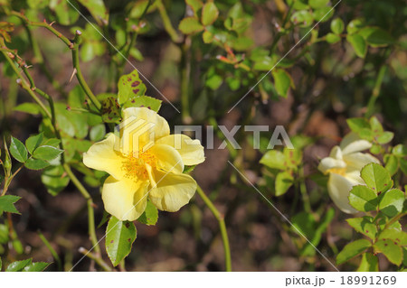 リモンチェッロ バラの花の写真素材