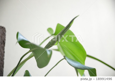 観葉植物 18991496