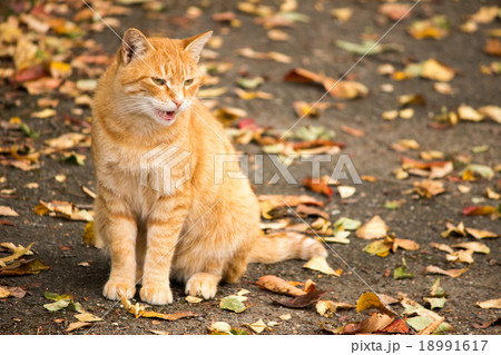 斜めを見る落ち葉の上の猫の写真素材 [18991617] - PIXTA