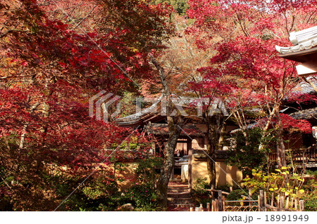 京都 花の寺勝持寺の紅葉の写真素材