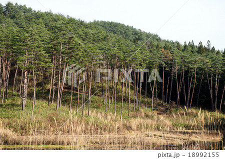 松の美林　山形県 18992155