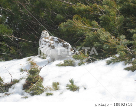 立山室堂周辺、春のライチョウ 立山室堂周辺、春のライチョウ 18992319