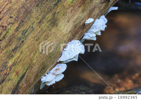 mushrooms growing on a live tree in the forest mushrooms growing on a live tree in the forest 18992365