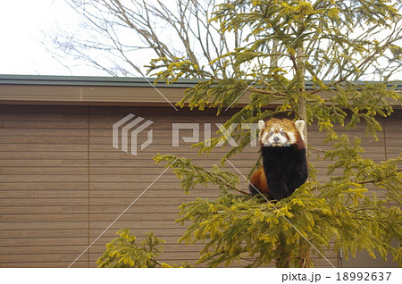 レッサーパンダ レッサーパンダ 18992637