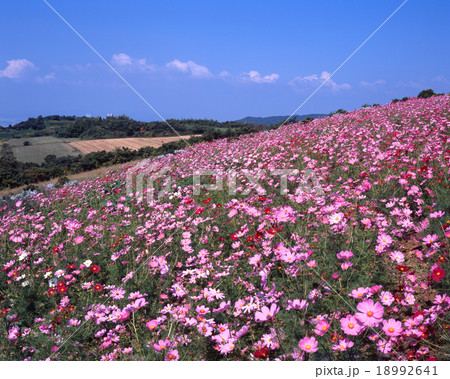 あわじ花さじきの満開のコスモス 兵庫県淡路市楠本 淡路島 の写真素材