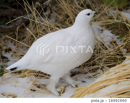 冬羽のライチョウ雌の写真素材