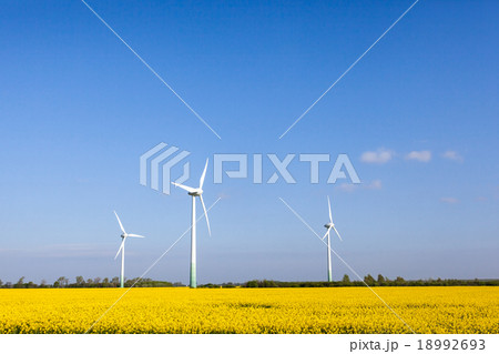 Rapeseed whit windmill 18992693