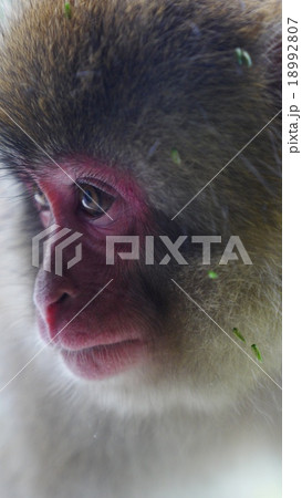 眼光鋭く一点を見つめる大人の猿 18992807