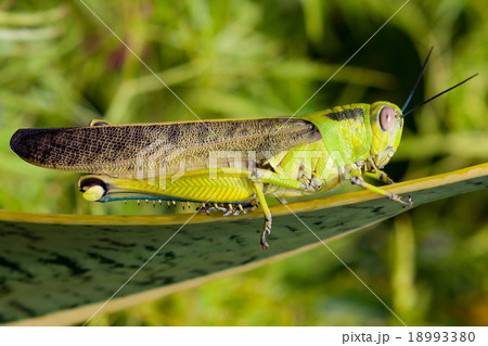 Grasshopper on a leaf Grasshopper on a leaf 18993380