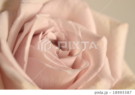 薔薇　ピンク 18993387