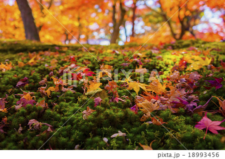 東福寺：紅葉 18993456