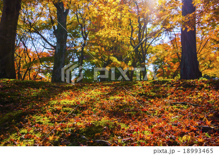 東福寺：紅葉 18993465