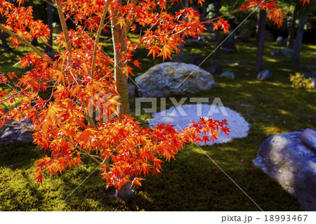 勝林寺：紅葉 18993467