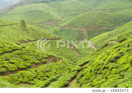 Tea plantations munnar india 18993473