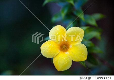 One yellow allamanda flower 18993474