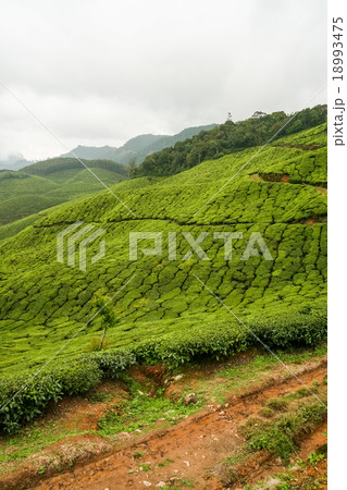 Tea plantations munnar india 18993475