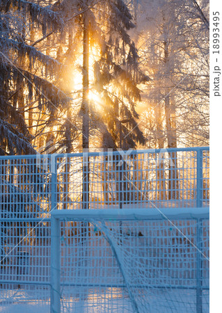 Sun rays through frosty trees 18993495
