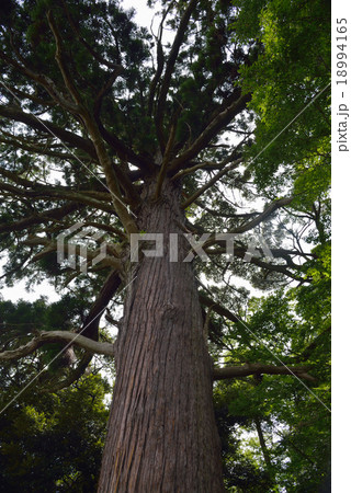 飯績の大杉 飯績の大杉 18994165