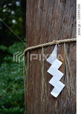 飯績の大杉 18994166