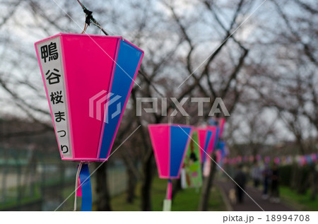 泉北ニュータウンの情景　鴨谷桜まつり　2015年 18994708
