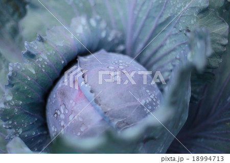 キャベツ 18994713