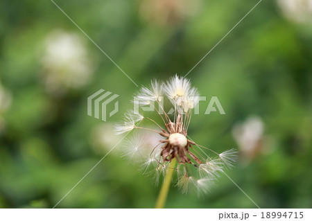 たんぽぽ たんぽぽ 18994715