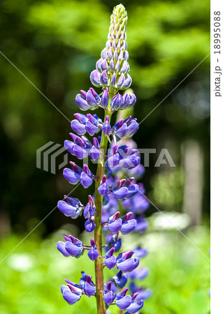 Wild flower in the green forest Wild flower in the green forest 18995088