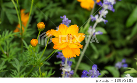 yellow flower of Cosmos or Mexican aster yellow flower of Cosmos or Mexican aster 18995188