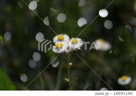 光とハルジオン。 Philadelphia fleabane 18995190