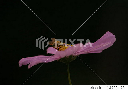 コスモス (センセーション) と みつばち その1。 cosmos flower 18995195