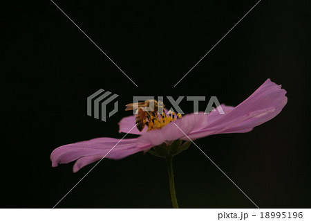 コスモス (センセーション) と みつばち その2。 cosmos flower 18995196