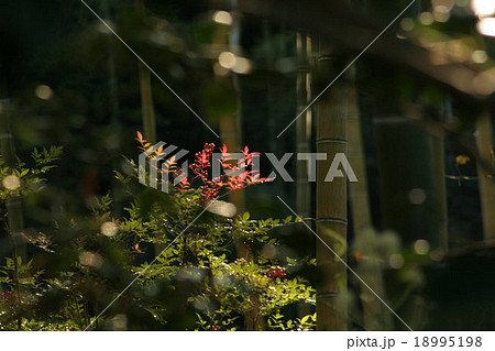 南天と竹林。 Heavenly bamboo 18995198