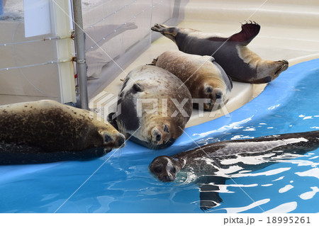 アザラシ 18995261