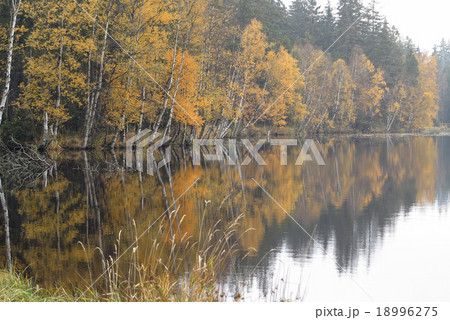 Autumn Birches on the Shore of Lake 18996275