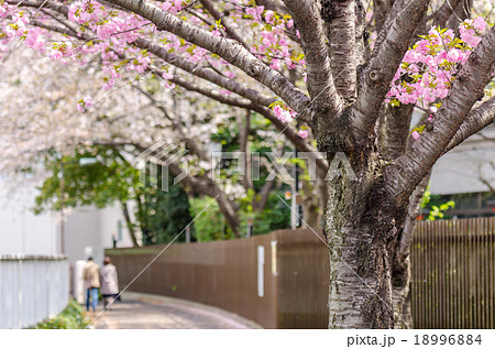 Japanese cherry blossom,Sakura blooming in summer 18996884