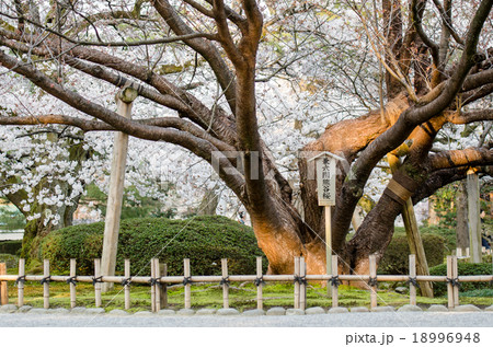 Giant Japanese Sakura tree at Kenrokuen garden 18996948