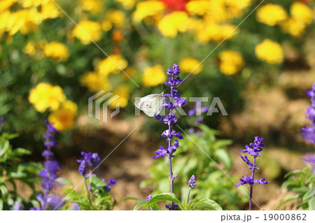 花 フラワー お花 19000862