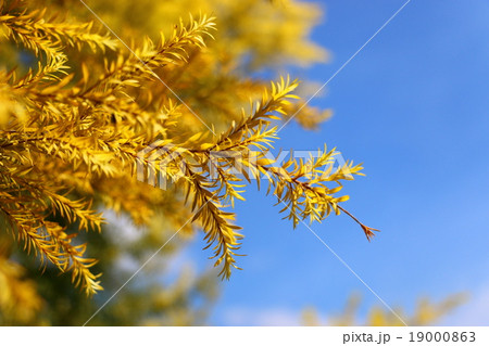 秋 あき 秋の 19000863