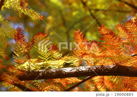 秋 あき 秋の 19000865