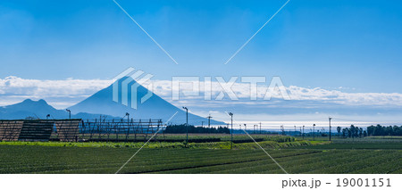 茶畑と大根やぐらと開聞岳 19001151