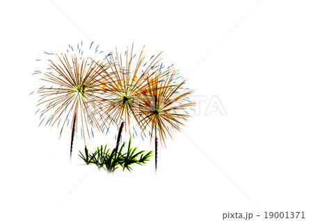 Colorful fireworks light on the sky 19001371