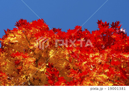 紅葉(空バック) 紅葉(空バック) 19001381
