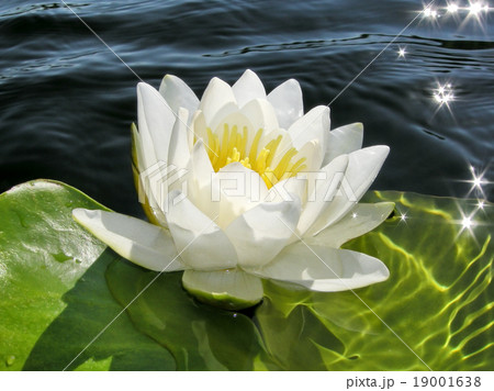 Water lily Water lily 19001638