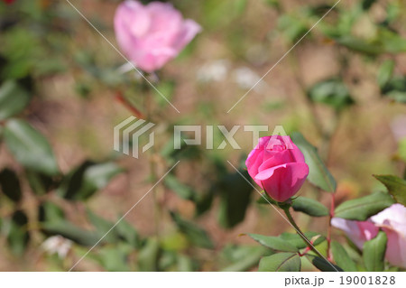 ブラッシングノックアウト バラの花の蕾の写真素材